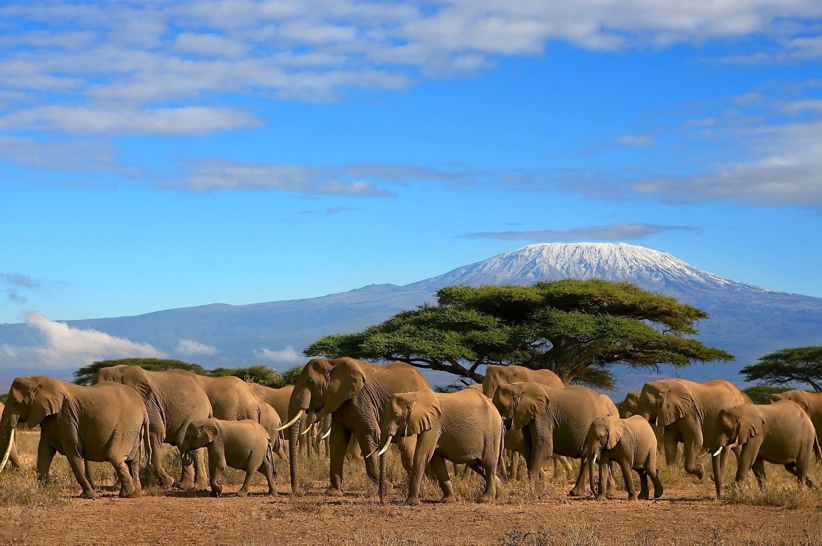 Kilimanjaro With Elephant Herd