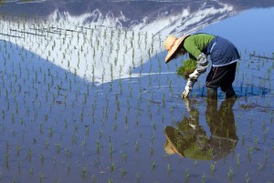 Riz - Man - Japan - Fuji