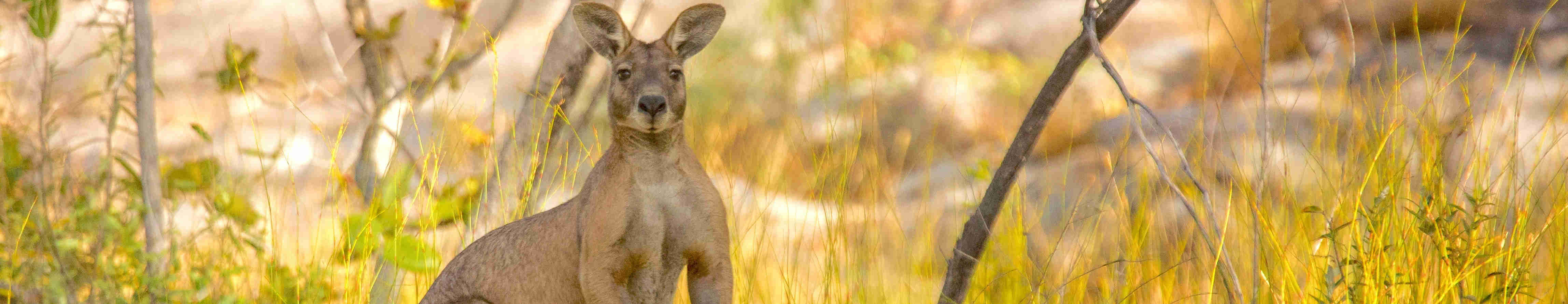 Kangourou au parc national de Kakadu