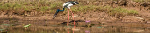 Oiseau sur le Yellow Water Billabong, au parc national de Kakadu