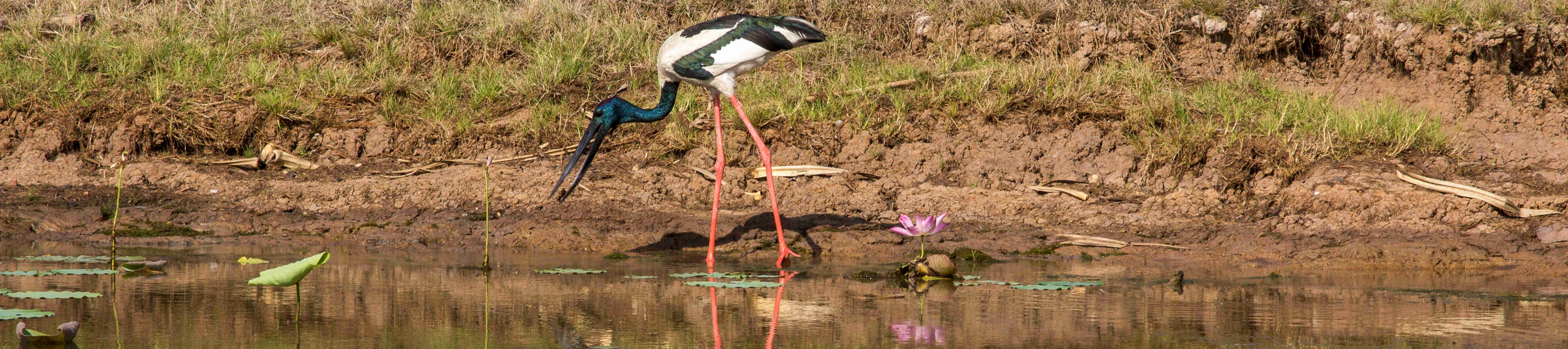 Oiseau sur le Yellow Water Billabong, au parc national de Kakadu