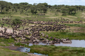 Gnous et zèbres à Serengeti, Tanzanie