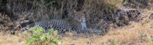 Léopard, camouflé à Serengeti, Tanzanie