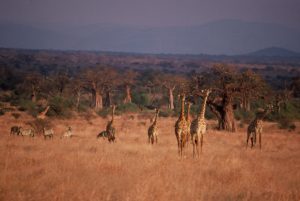 Girafes dans le parc national de Tarangire, Tanzanie