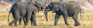 Elephants en combat dans le parc national de Chobe, Botswana