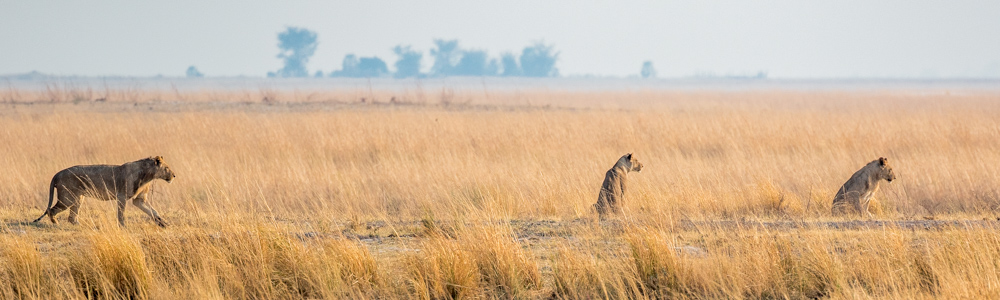 Liones en alerte, au parc natonal de Chobe