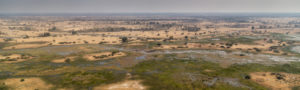 Troupeau de Buffles depuis le ciel, dans le Delta de l'Okavango