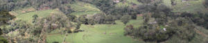 Plantation de thé sous la brume de Maldusima, Sri Lanka