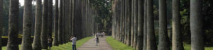 Jardins botaniques Peradeniya, Sri Lanka