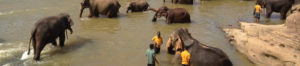 Orphelinat d'éléphants, Pinnawala- Sri Lanka