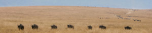 Cratère Ngorongoro et ses gnours en migration, tanzanie