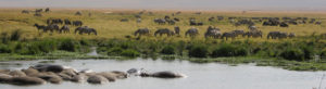 Hippo et zèbres dans le cratère de Ngorongoro, Tanzanie