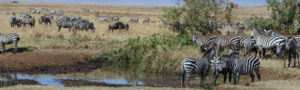 Zèbres au cratère Ngorongoro, Tanzanie