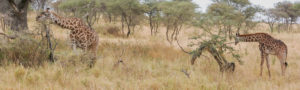 Girafes Masaï, dans les grandes plaines du Serengeti, Tanzanie
