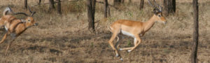Impala en pleine chasse, Serengeti, Tanzanie