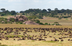 Parc national de Serenget et ses gnous, Tanzanie