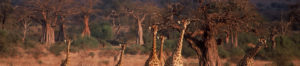 Girafe au parc national Tarangire, Tanzanie