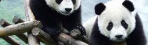 Centre de recherche et d’élevage des pandas géants à Chengdu