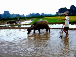 Paysan chinois dans une rizière à Yangshuo