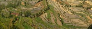 Rizières en terrasses dans la région du Yunnan