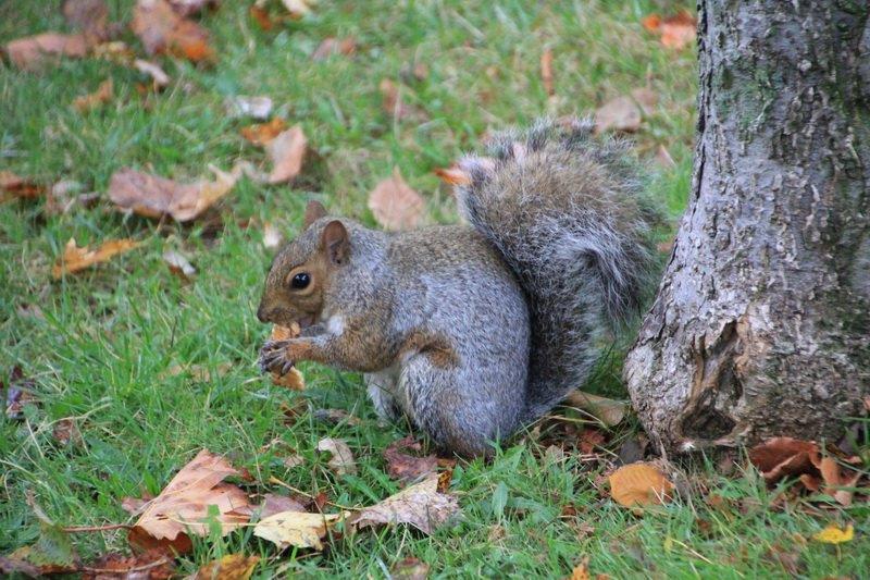 Ecureuil dans un parc à Montréal