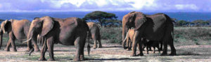 Elephants dans la réserve nationale d'Amboseli au Kenya