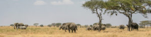 Groupe d'éléphants dans la réserve nationale d'Amboseli