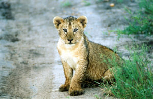 Lionceau à Masaï Mara au Kenya