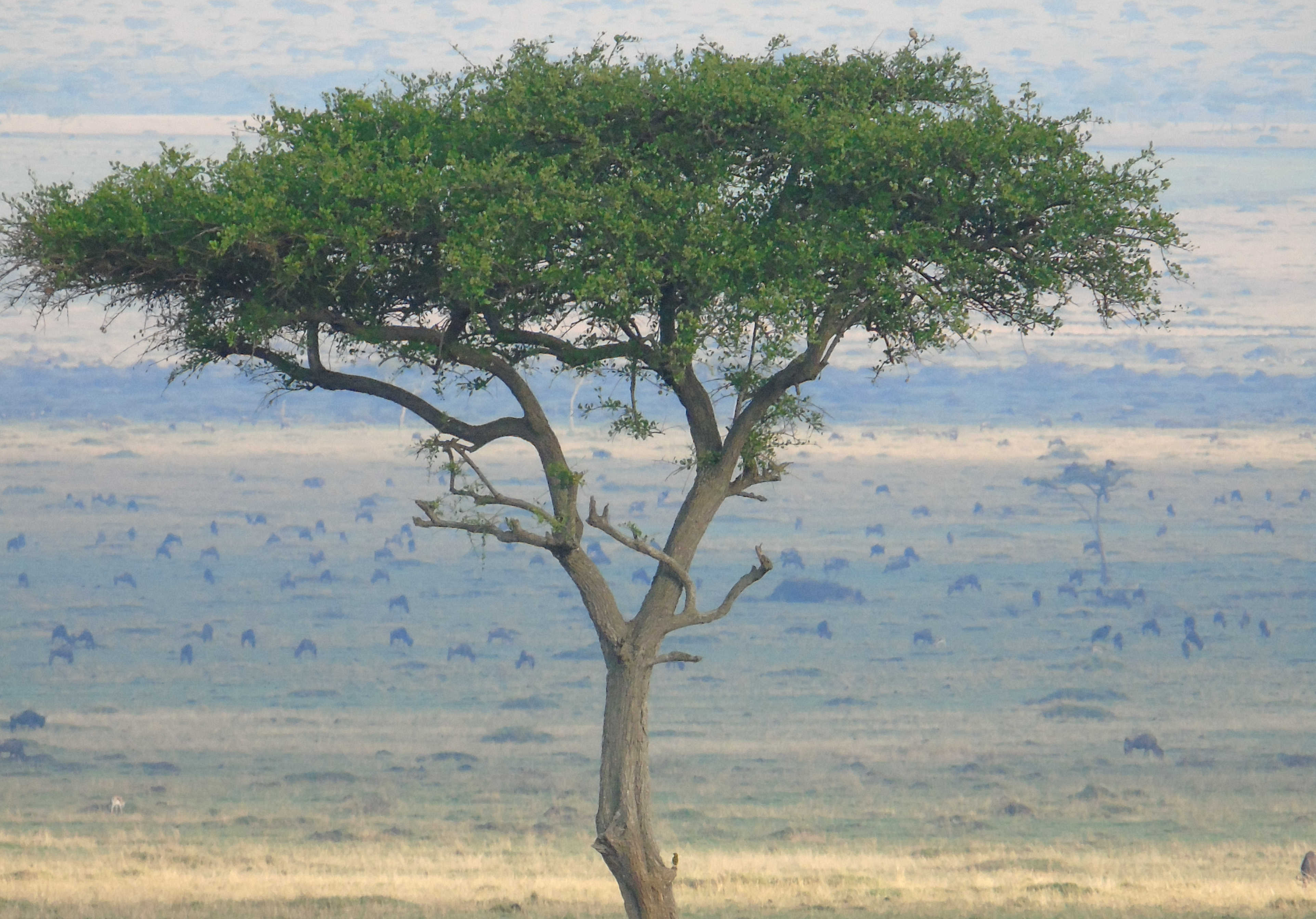 Acacia au Kenya