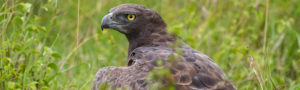 Safari avec aigle au Kenya