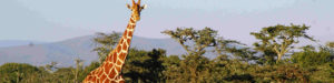 Girafe dans un safari au Kenya