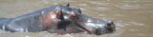 Hippopotame en safari au Kenya
