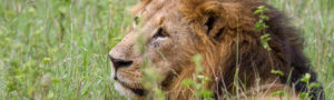 Lion en safari au Kenya