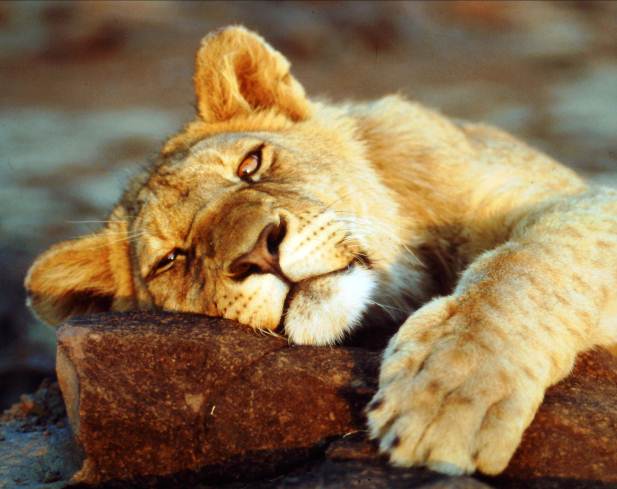 Lion allongé dans la savane kenyanne