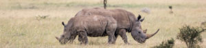 Rhinocéros en safari, Kenya
