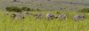 Zèbres en safari, Kenya
