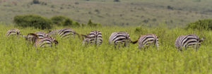 Zèbres en safari, Kenya