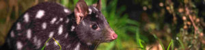 Diable de Tasmanie, espèce de marsupiaux ne vivant que sur l’île de Tasmanie