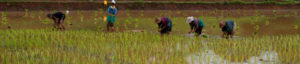 Plantations de riz près de Yangon, Myanmar