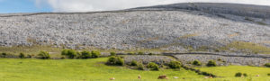 Colline Karst derrière un pâturage de bétail, Burren, Co. Clare, Irlande