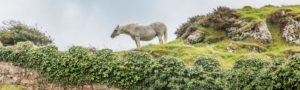 Cheval Blanc, dingle, Co Kerry, Irlande