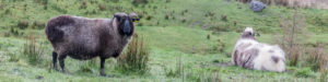 Moutons sur la montagne irlandaise