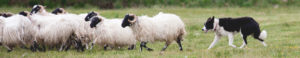 Ferme moutons, Wicklow, Irlande