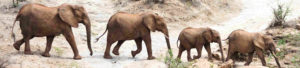 Eléphants dans réseerve privée, Afrique du Sud