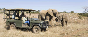 Parc national des éléphants, d'Addo, Afrique du Sud