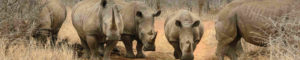 Rhinocéros, Réserve Umfolozi à Hluhluwe, Afrique du sud