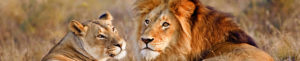 Lions dans une réserve privée au Cap, Afrique du Sud