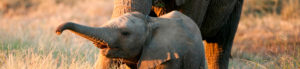 Parc National Addo, aux éléphants, Afrique du Sud