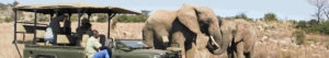 Parc national Addo, aux éléphants, Afrique du Sud
