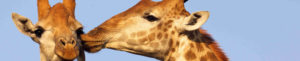 Girafes en réserve privée, Afrique du Sud